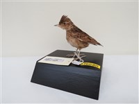 藏品(小雲雀)的圖片